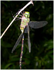 Dragonfly - Photo: Nike Doggart