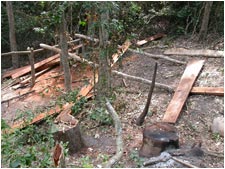 Logging - Photo: Andrew Perkin