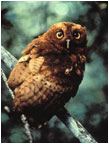 Scops Owl - Photo: Birdlife International